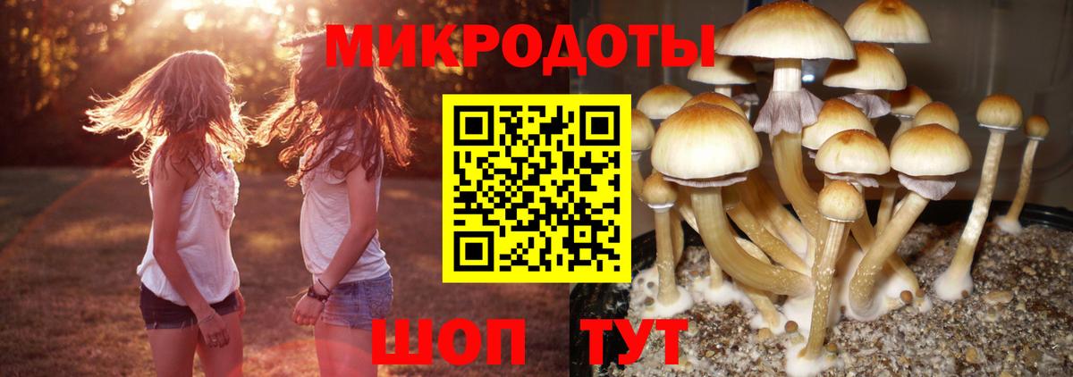 Галлюциногенные грибы Psilocybine cubensis  Псилоцибиновые грибы Psilocybine cubensis  Вход с VPN  Грязи 